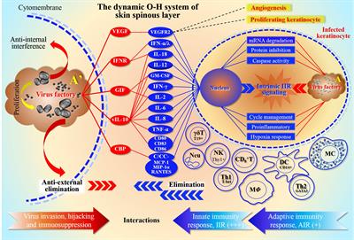 The cooperation between orf virus and Staphylococcus aureus leads to intractable lesions in skin infection